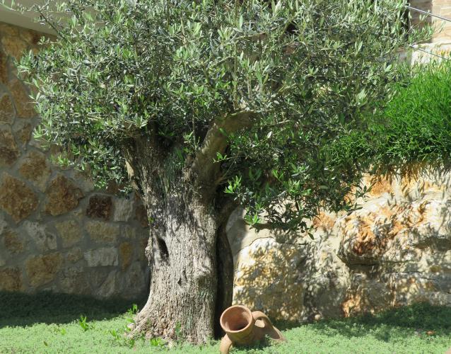 olivo ejemplar centenario