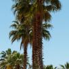 Washingtonia palm tree